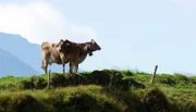 Kühe sind in den Bergen nicht nur Milchlieferanten, sondern auch Rasenmäher und Landschaftsarchitekten.