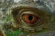 iguana's eye