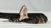 An Eastern Diamondback snake with its mouth open.