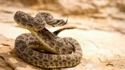 A rattlesnake ready to attack.