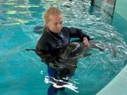 Tierpflegerin Hester Simons fixiert das Schweinswalweibchen, damit es untersucht werden kann.
