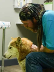Sookie is brought into the clinic after being injured by a porcupine.