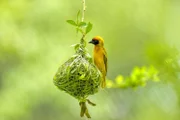 Nesting bird.