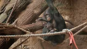 Bonobo Nayembi und ihre Tochter Nila sind aus dem Zoo in Stuttgart in den Frankfurter Zoo gezogen.