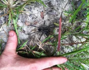 A Black Wishbone Spider at Dead Lakes Swamp.