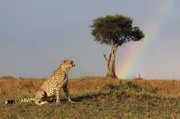 Der Gepard Duma im Gras: Allein hat der Gepard wenig Überlebenschancen und sucht Anschluss. Begegnungen mit seinen Artgenossen können jedoch für ihn tödlich enden.