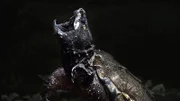 Schnappschildkröten lauern gern im Schlamm langsam fließender Gewässer auf Beute.