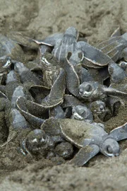 Im Schutz einer Aufzuchtstation schlüpfen kleine Lederschildkröten.