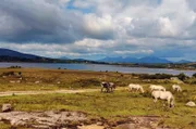 Connemara – dieser wilde Landstrich ist zugleich die Wiege der Connemara-Ponys.