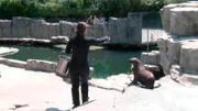 Die Seebären im Frankfurter Zoo dürfen wieder in ihr sauberes Becken.