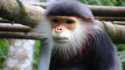 Der Rotschenkel-Kleideraffe lebt in den Regenwäldern Vietnams.