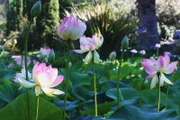 Magische Gärten
Lotusland, USA
Folge 8
Lotusland
SRF/Bo Travail