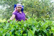 Die Tee-Pflückerin Nanda geht mit ihren Kolleginnen jeden Morgen ab 7 Uhr auf die Teefelder, um zu sehen, wo es neue, junge Teeblätter gibt.