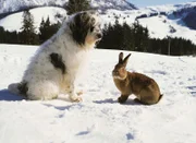 Willy Wuff lernt den Hasen Ludwig kennen, die beiden verstehen sich auf Anhieb gut.