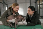 Tierpflegerin Anett (Anna Bertheau, links), die gerade ein Minischwein untersucht, freut sich sehr, dass Dr. Susanne Mertens (Elisabeth Lanz) wieder da ist.