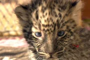 ARD/SWR DAS WAISENHAUS FÜR WILDE TIERE FOLGE 28, "Abenteuer Afrika", SWR Dokuserie mit 40 Folgen, deren Schauplatz die Tierrettungsstation "Harnas" am Rand der afrikanischen Kalahari-Wüste ist, am Montag (06.02.12) um 16:10 Uhr im ERSTEN. Die Baby-Leoparden sind schon wieder gewachsen - und mit ihnen auch ihre Krallen!