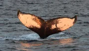 Mit Schlägen Ihrer gewaltigen Schwanzflosse betäuben Buckelwale die Heringe, um sie dann zu fangen.