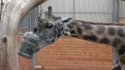 Giraffenbulle Gregor, aus dem Opel-Zoo Kronberg, hat heute keine Lust sein Essen zu teilen.