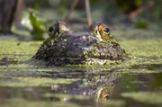 Schwergewicht unter den Amphibien: Nordamerikanische Ochsenfrösche bringen bis zu ein Kilo auf die Waage.