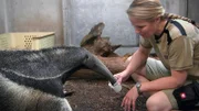 Dr. Nicole Schauerte ist total fasziniert von den neuen Ameisenbären im Frankfurter Zoo.