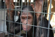 Jimmy hat es geschafft. Er darf seiner Freundin Gina, einem Schimpansenweibchen, in den Zoo nach Halle folgen.