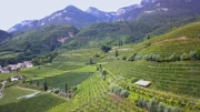 Weinberge in Südtirol.