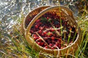 Sie gelten als wahre Superfrüchte: Moosbeeren, auch Cranberrys genannt. In den Moorlandschaften Lettlands gedeihen sie besonders gut.