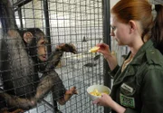 Schimpanse Jimmy leidet unter der Trennung von Gina. Anett (Anna Bertheau) versucht, ihn mit Leckereien aufzuheitern.