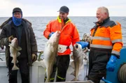 Eymar Ernarsson, Marino Jóhannesson und Bergur Garðarsson (v.l.) sind die Crew der „EBBI“, eines für den Fang von Seegurken umgebauten Bootes.