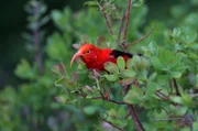 Der hawaiianische Singvogel Iiwi zeichnet sich durch sein leuchtend rotes Federkleid aus.