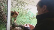 Baumkänguru-Männchen Samarei, aus dem Frankfurter Zoo, bekommt Besuch.