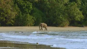 Elefant am Andamanensee.