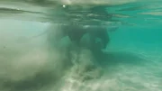 Unterwasser: ein Elefant im Andamanensee.