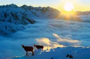 Leben über den Wolken – wie Schiffbrüchige haben Gämse nach der Eiszeit im Hochgebirge der Tatra überlebt und hier sogar eine eigene Unterart gebildet.
