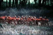 3. Nur die ranghöchsten Männchen der Impalas können sich einen Harem leisten. Manche versammeln über hundert Weibchen um sich.