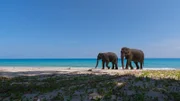 Eine Elefantenkuh mit ihrem jungem Elefantenbullen am Strand.