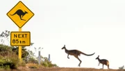Graue Riesenkängurus. In Australien muß man den Highway mit Kängurus teilen.