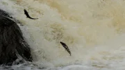 Die Lachse versuchen unermüdlich den Wasserfall hinaufzuspringen.