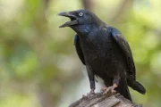 Die Neuhollandkrähe, oder Australian Raven, besucht gerne die Truckstops am Highway, ist lustig, listig und ein guter Sänger.