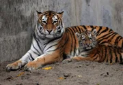 Tigermama mit Tigerbaby.