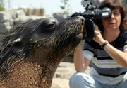 Eine Kamerafrau von Radio Bremen nimmt im Bremerhavener Zoo eine Seebärin in ihrem Gehege auf.