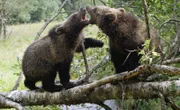 Gigantische Wälder aus mächtigen Nadelbäumen ziehen sich in Darkwoods bis auf 2.000 Meter Höhe.; Junge Braunbären lernen im Spiel.