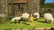 Die Schafe suchen das letzte Teil des Puzzles.