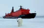 Zufallsbekanntschaft, 800 Kilometer vom Nordpol, auf der Polarkappe. Eisbär und Atom-Eisbrecher "50 Jahre Sieg".