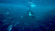 Orca vor Heringsschwarm vor Kanada