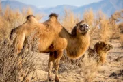 Wild lebende Kamele in der Wüste Gobi sind vor allem im Winter davon abhängig, dass der Wind ihnen Trinkwasser bringt.