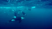 Orca Gruppe vor Nord-Norwegen