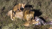Die Anwesenheit des Löwenmännchens ist für die Familie eine Versicherung gegen Hyänen, denn die trauen sich nicht an Löwenmännchen heran. Obwohl er also den „Löwenanteil“ beansprucht, ist er für das Weibchen und seine Jungen sehr hilfreich.
