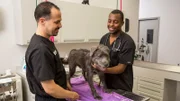 Dr. Blue and Dr. Lavigne as seen on Vet Life.