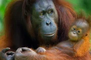 Eine Borneo-Orang-Utan-Mutter mit ihrem Jungen